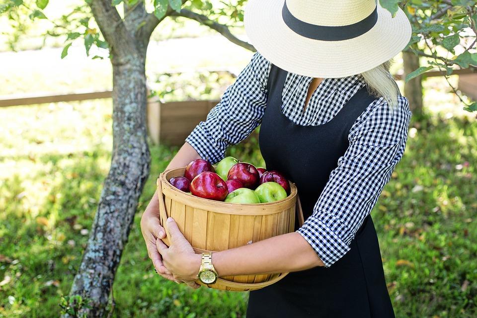 woman carrying a apple basket