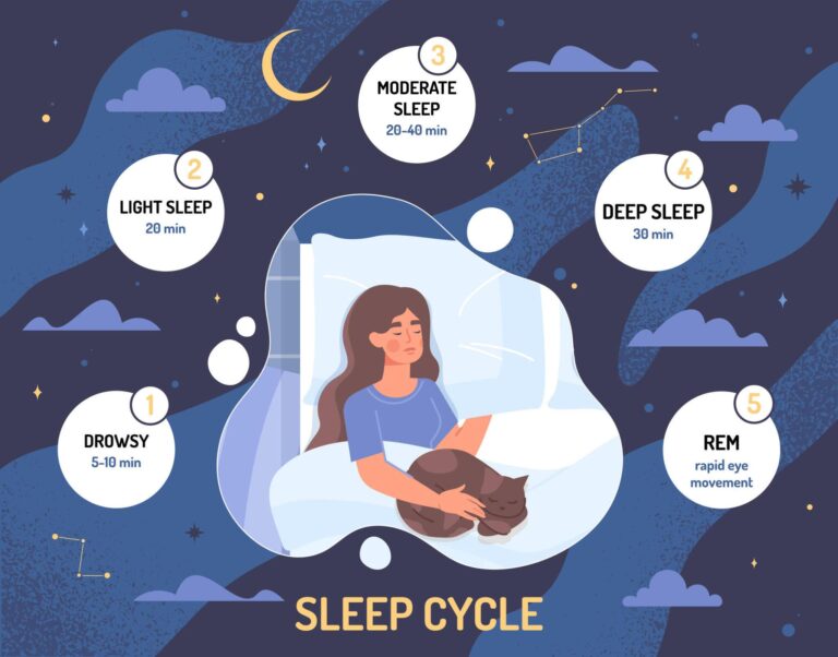 Sleep cycle diagram