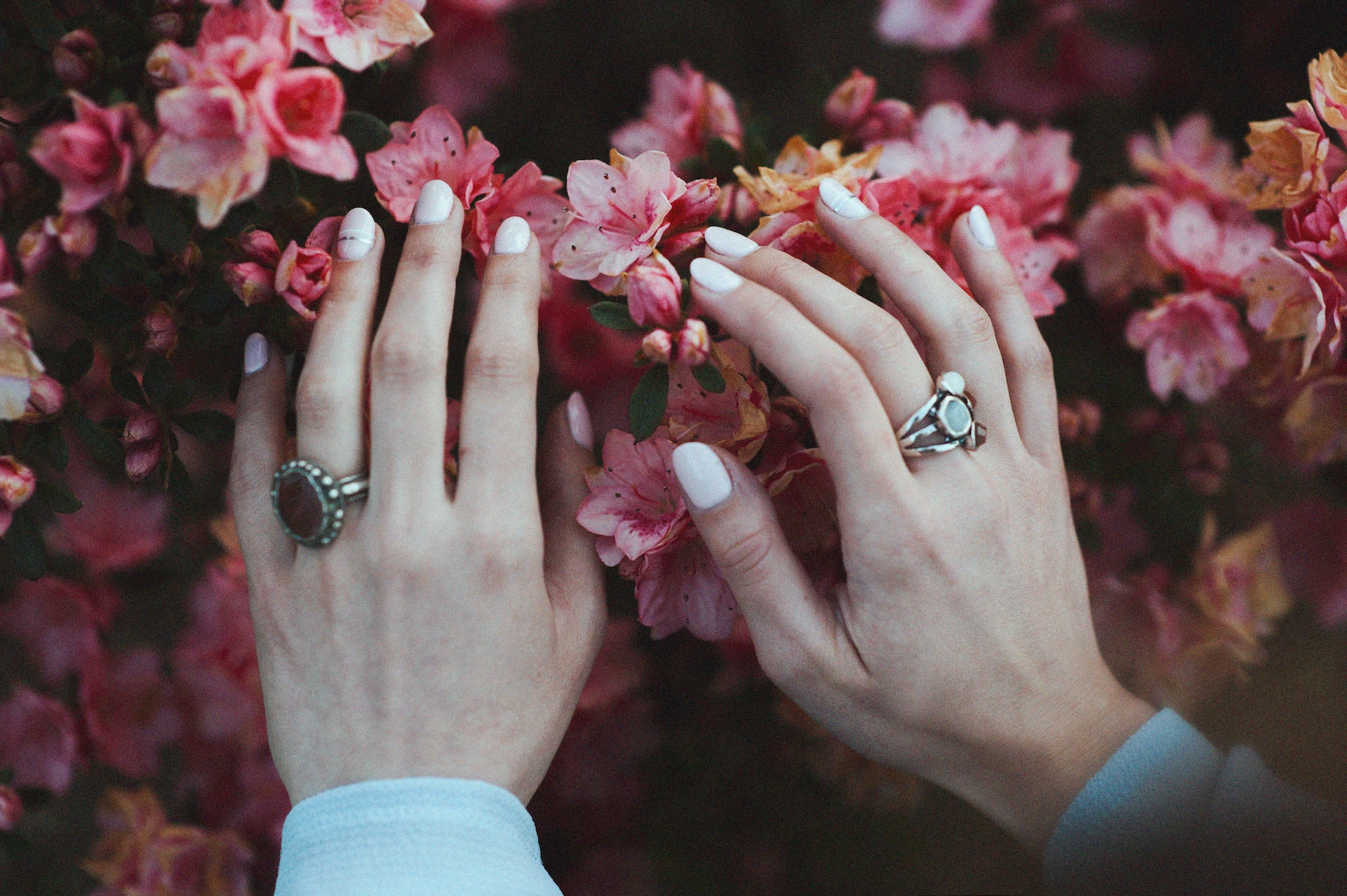 Woman hands on pink flowers