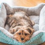 Cute small dog in a pet beds