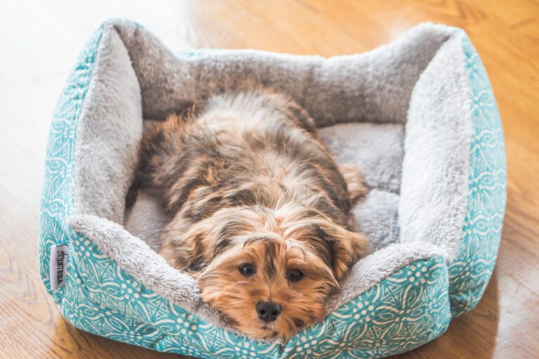 Cute small dog in a pet beds