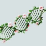 Leafy DNA Molecule concept image