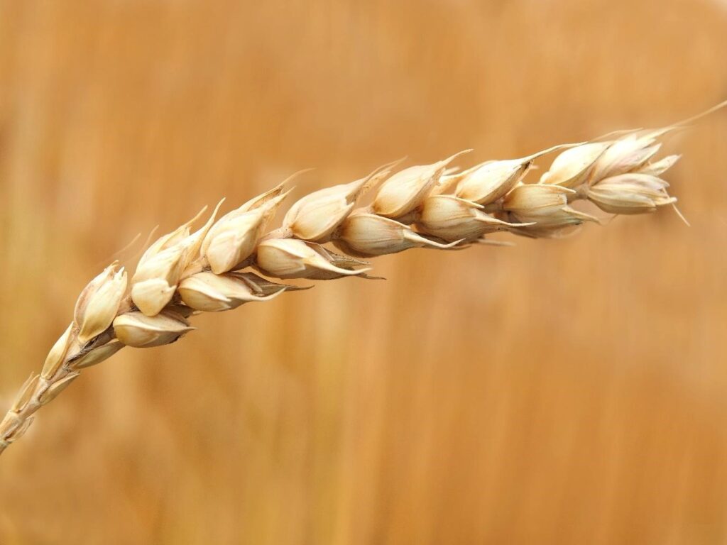wheat grain leaf