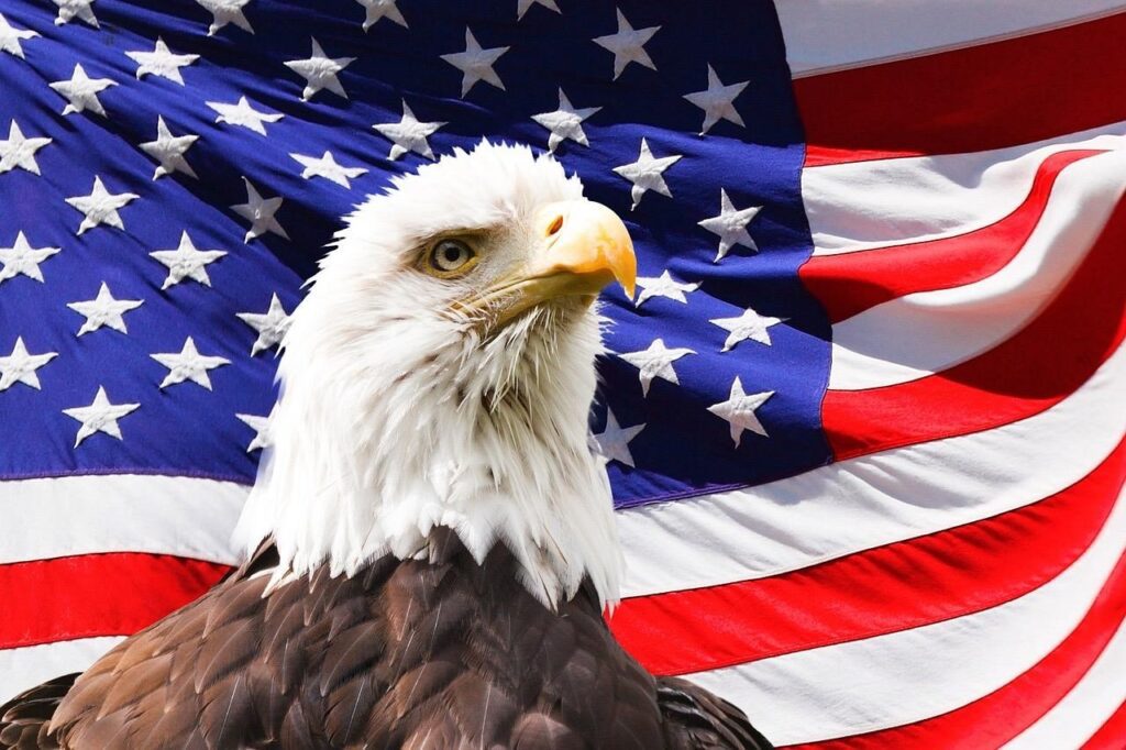 eagle over the USA flag