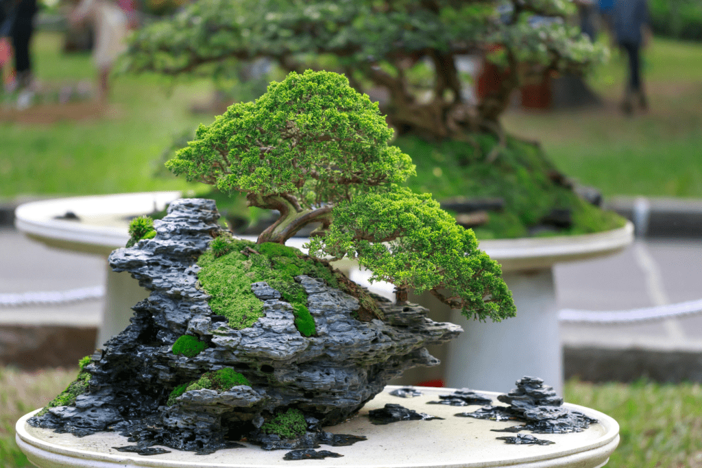 Dragon Chinese tree pot