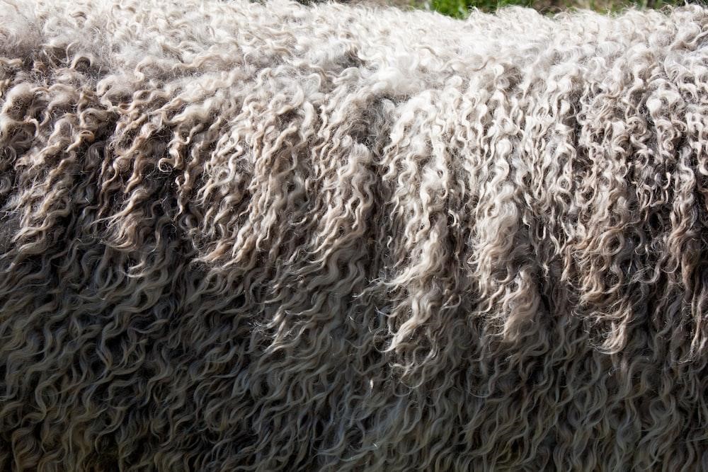 Merino sheep coat