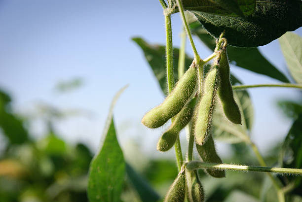green soy plant
