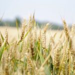 wheat grain farm
