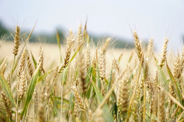 wheat grain farm