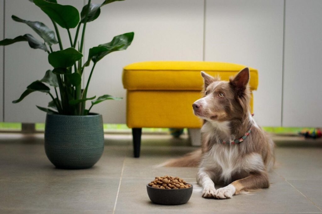 Cute dog sitting beside his dog food bowl