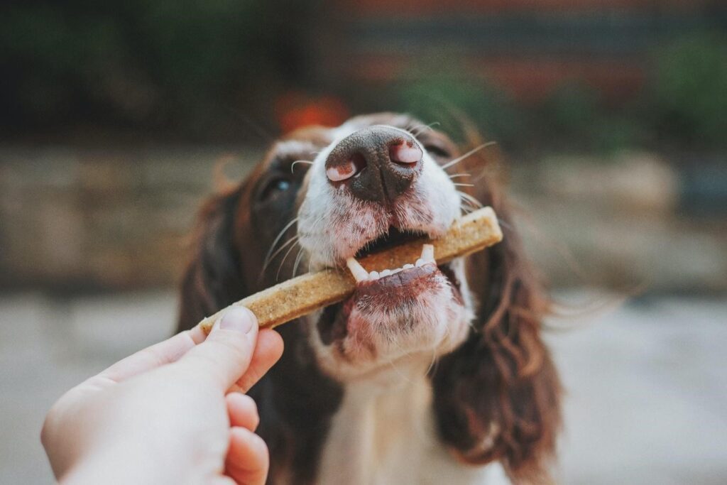 Dog getting his treat